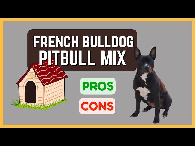 French Bulldog Pitbull Mix: Energetic and Athletic! Pros & Cons!