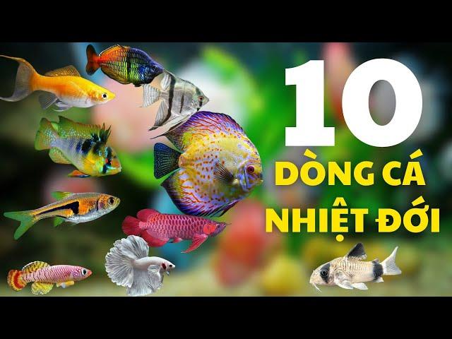 Top 10 loài cá cảnh nhiệt đới đẹp nhất - bạn không thể bỏ qua cho bể cá/bể thủy sinh của mình