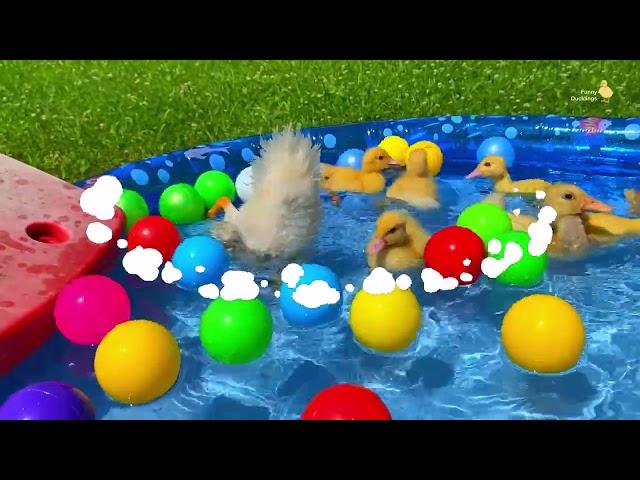 Ducklings in the pool, baby ducks, pig