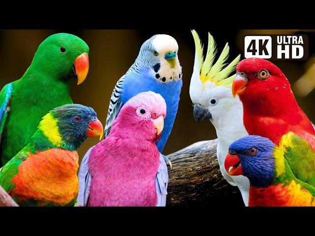 Most Beautiful Parrots of Australia | Colourful Birds | Relaxing Nature Sounds | Australian Wildlife