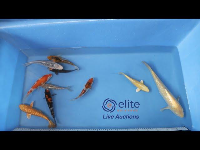 Elite Koi's Japanese Koi Auction Livestream Event   Bid on Stunning Varieties from Home!