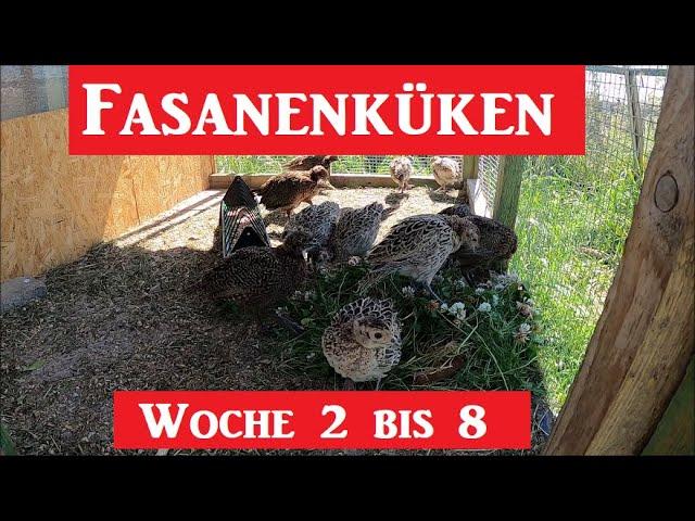 Fasane von Woche 2 bis Woche 8 !