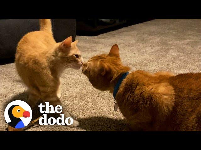 Woman Brings Home Stray Ginger Cat — And Her Other Cat Fall Deeply In Love | The Dodo