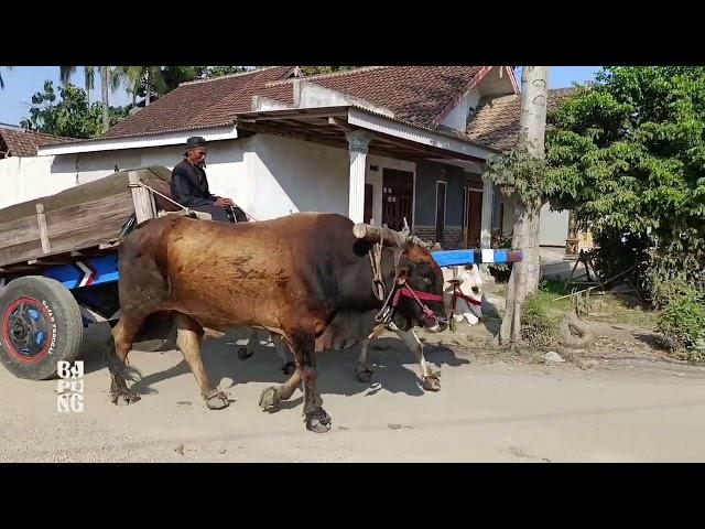 Langsung tancap gas poll || Cikar Jember