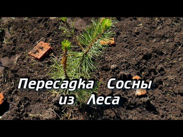 Посадка Сосны из Леса - Пересадка Сосны - Посадка Сосны