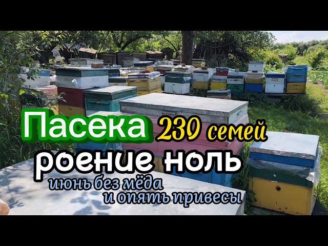 Май с мёдом, июнь без мёда и опять привесы. Пасека 230 семей, роение ноль.