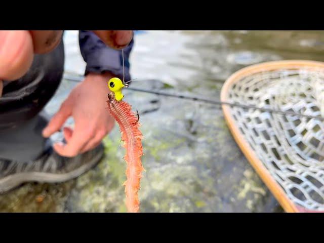 Light Rock Fishing With Fresh Ragworm!