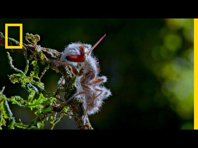 'Zombie' Parasite Cordyceps Fungus Takes Over Insects Through Mind Control | National Geographic