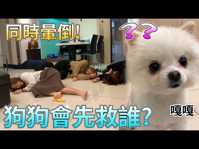 (增加字幕)吃貨們同時暈倒, 狗狗會先救誰!? 恬恬的愛犬嘎嘎會去關心它的主人嗎? 整人系列 寵物最愛.吃貨們