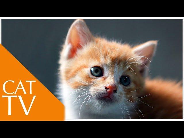 INSTANT Cat Relaxation Videos - Cat TV (2020)