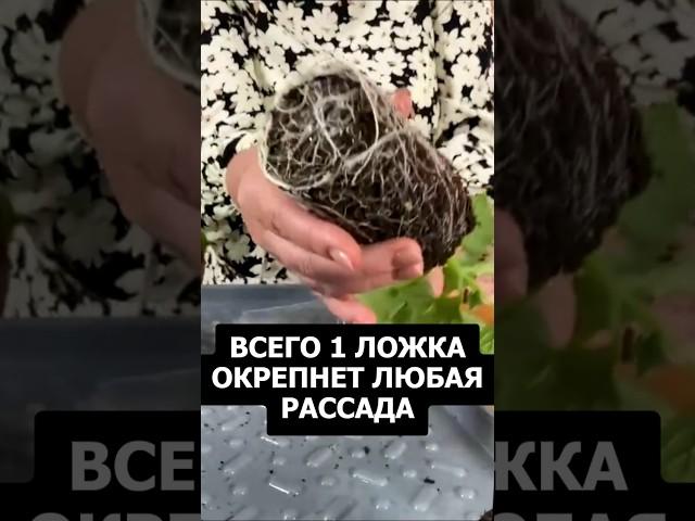 Срочно дайте эту подкормку любой чахлой рассаде чтобы стала крепкой! #рассада #огород #дача #урожай