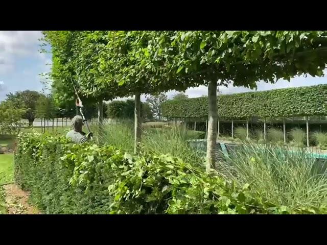 Ken's Weekly Tips - 18th August | Pruning a Hornbeam Hedge