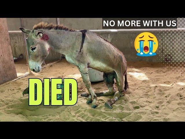 Sad news Tortured Donkey DIED  Camel Leg cut latest Update