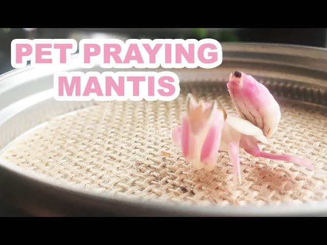 Pet Praying Mantis!