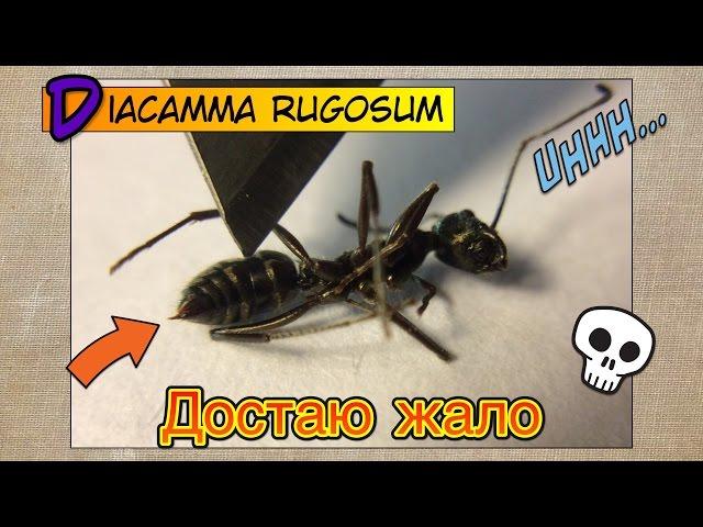 ДОСТАЮ ЖАЛО у Диакаммы // Diacamma rugosum