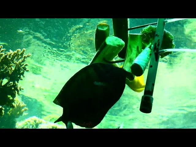 Aquarienhaus Tiergarten Zoo Schönbrunn Einheimische und tropische bunte Fische Fisch Aquarium Anlage