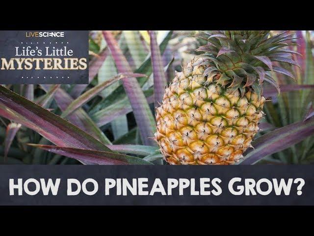 How Do Pineapples Grow?