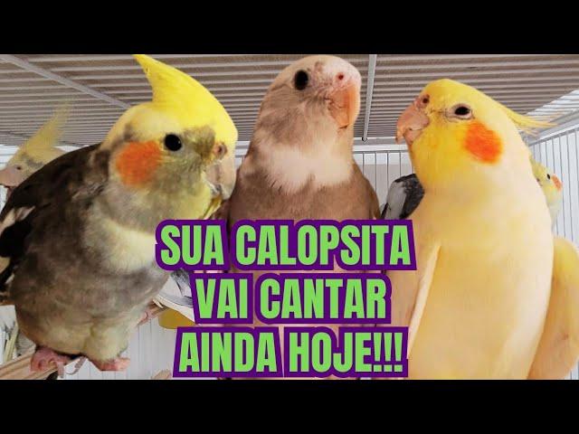 Vários CANTOS de CALOPSITA Para Estimular Sua CALOPSITA a CANTAR -  CALOPSITAS Cantando Muito