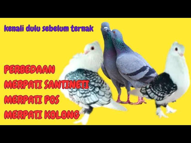 Perbedaan Merpati Santinet, Merpati Kolong dan Merpati Pos