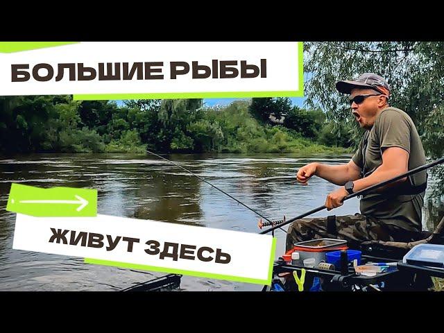 Огромный ЛЕЩ клюнул под берегом! Фидер на сильном течении. Поклёвки на фидер. Рыбалка 2025