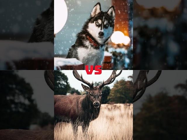 WHICH LAND ANIMAL WILL WIN (Part 1)