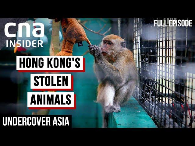 Hong Kong's Deadly Underground Animal Trade | Undercover Asia | CNA Documentary