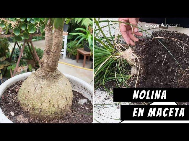 Cómo cultivar NOLINA en maceta // PLANTA de INTERIOR de fácil cuidado