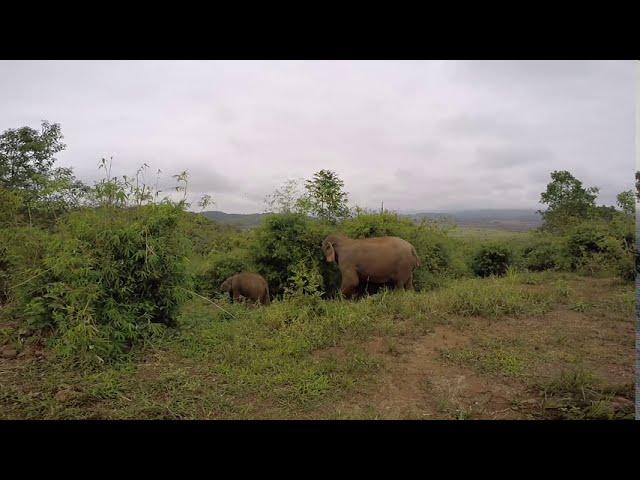 Mom and Baby Elephant in the Mountains