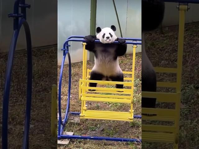 It’s time to workout #panda #maimai #fyp #viral #pandalover #cuteanimals #pandas #playtime #workout