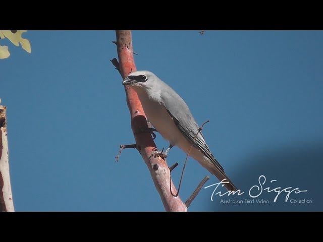 White Bellied Cuckoo Shrike (Coracina papuensis) HD Video Clip 1 / 1