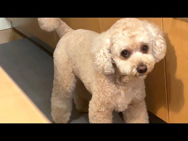 納得がいかない大きいトイプードル【デカプー】【トイプードルのロアくん】【toy poodle】