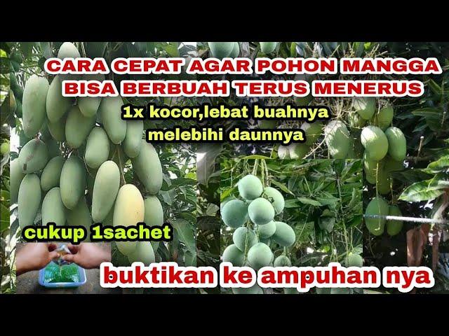 kocorkan saja cairan biru ini // buah mangga di jamin lebat sepanjang tahun