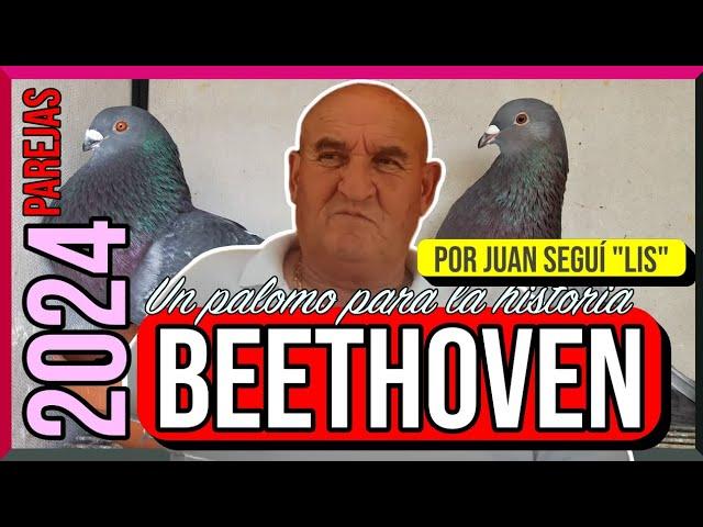 Un palomo para la historia  | BEETHOVEN  | Pareja N° 2 | Por Juan Seguí ️ LIS