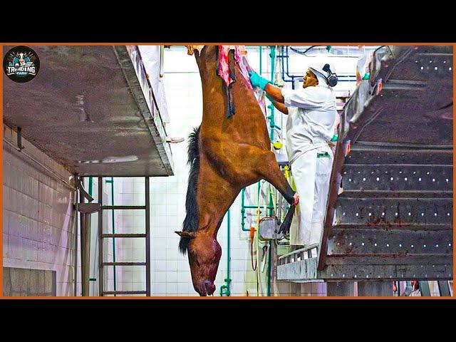 How Farmers Make Millions Of Dollars From Raising Horses - Horse Meat Processing Factory