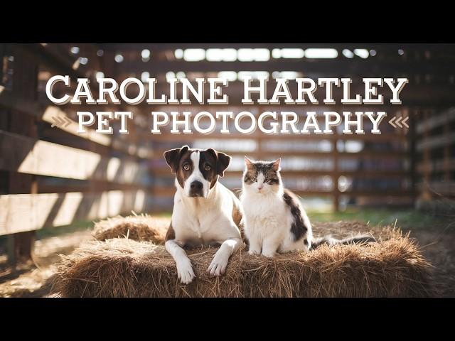 Caroline Hartley Photography: Professional Pet Photographer