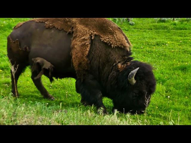 15 - Lamar Valley, Yellowstone | 4K