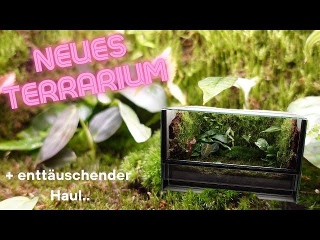 NEUES TERRARIUM 🪴 Einrichtung + Bepflanzung 