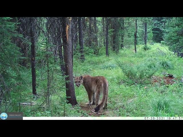 2021 Swan Valley Wildlife Trail Camera Compilation