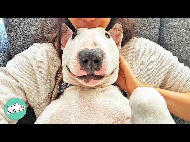 "Comedian" Bull Terrier Makes Mom Laugh and Breaks Stereotypes | Cuddle Dogs