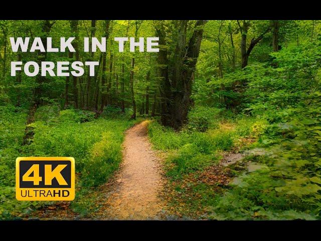 walk through the forest in the city of Stavropol 4k ASMR