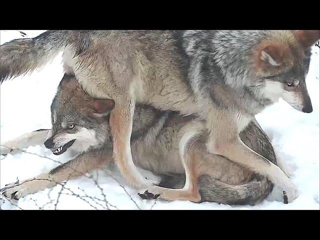 Wolf Sits on Her Sister's Head