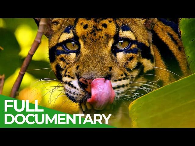 Wildest Indochina | Episode 3: Thailand - Nature's Survivors | Free Documentary Nature