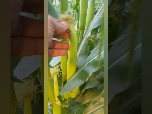 " Exploring a Stunning Cornfield: Nature’s Hidden Gem! 