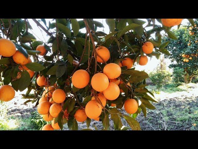 picking of  fruit(orang)‍#farmtime