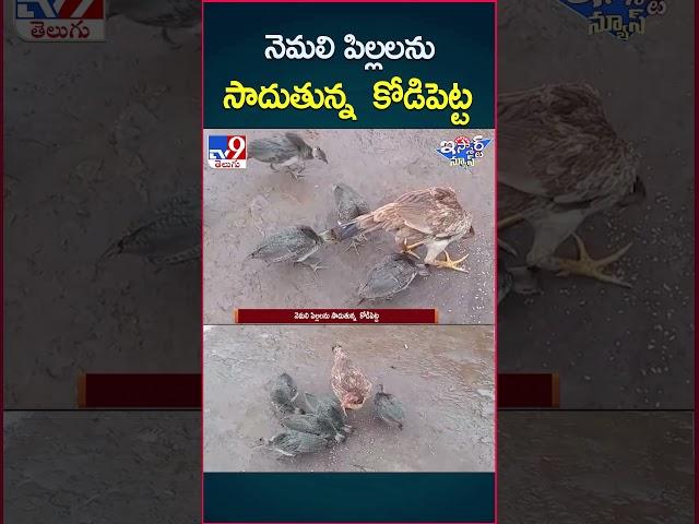 నెమలి పిల్లలను సాదుకున్న కోడిపెట్ట - TV9