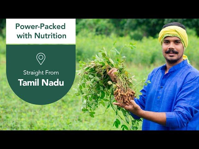 Wood-Pressed Groundnut Oil Extraction | Anveshan | Pure, Healthy, Natural!