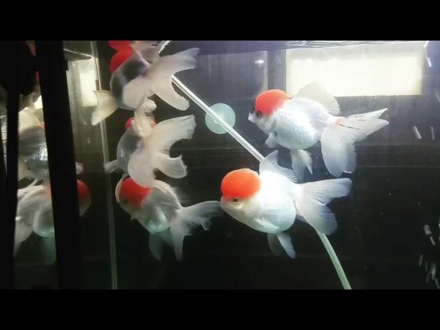 [JUAL IKAN KOKI] Super Red Cup Oranda from Thailand Goldfish