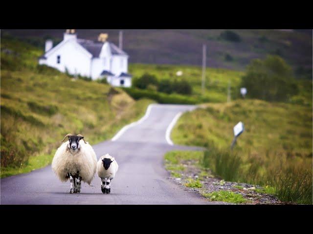 Peaceful Celtic Relaxing Instrumental Music, Meditation Music in 4k "Celtic Country" by Tim Janis