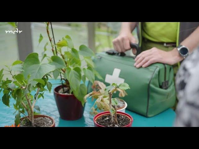 SCHIMMEL AUF TOPFPFLANZEN GANZ EINFACH LOSWERDEN!! ‍