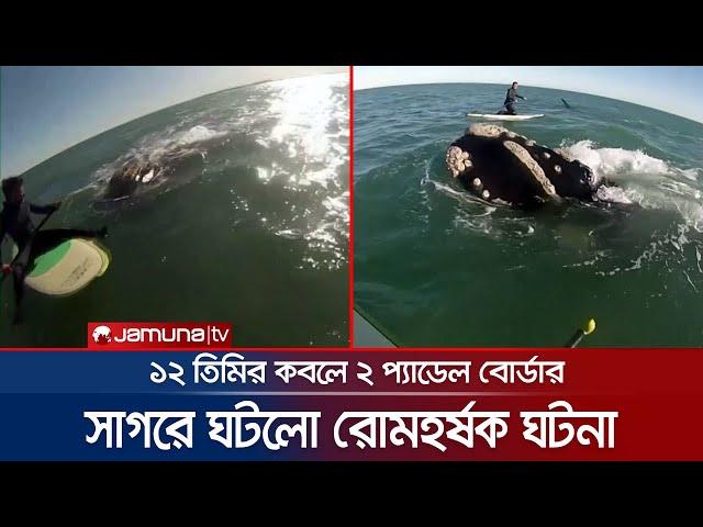 সাগরে ১২টি তিমির কবলে দুই প্যাডেল বোর্ডার, তারপরে কী হলো? | Argentina Whale